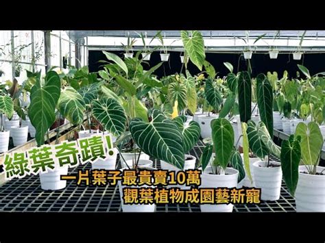 騎樓申請車庫 葉子細長 植物